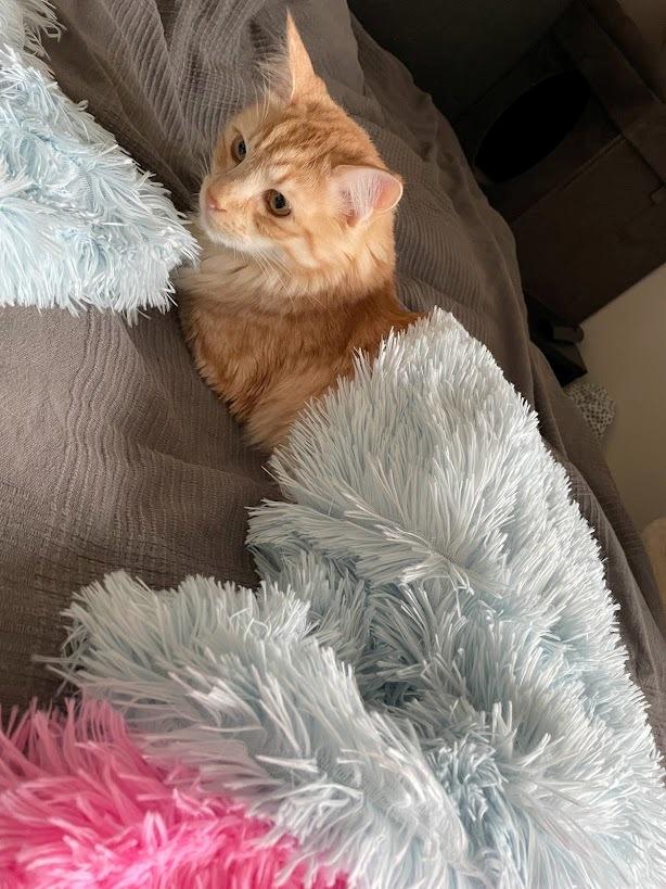 Blanding af racer Mushu billede 12