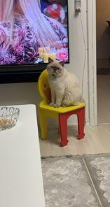 British Shorthair Mavi  billede 3