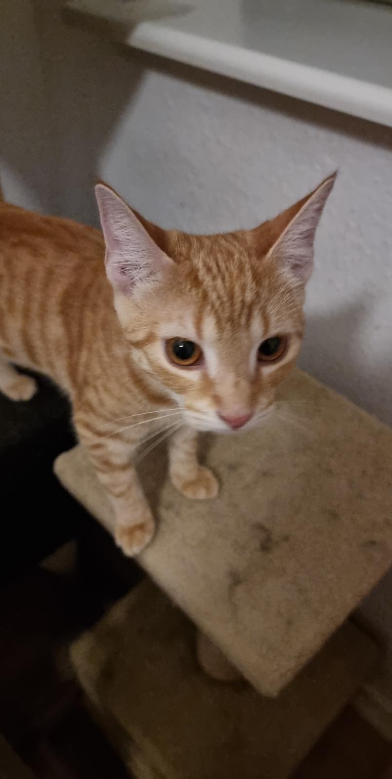 Huskat Fifi billede 12