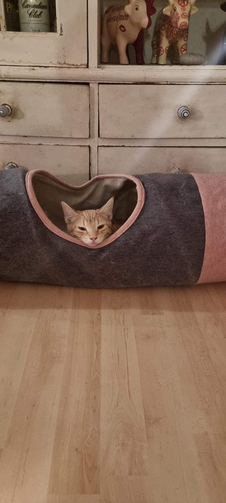 Huskat Fifi billede 11