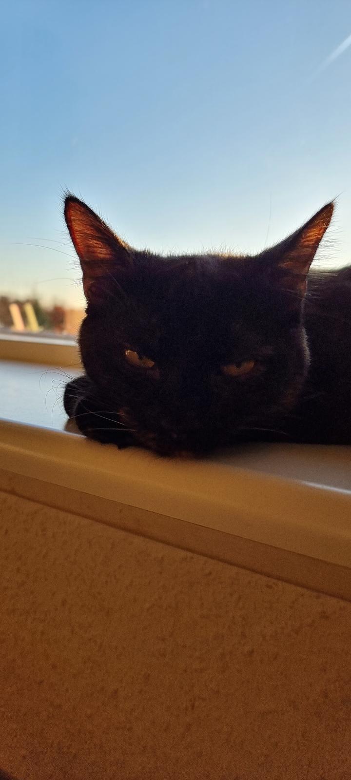 Huskat Vibeke billede 13