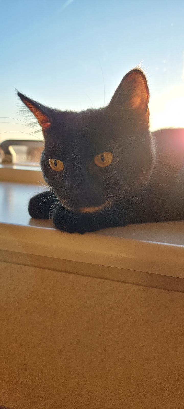 Huskat Vibeke billede 14