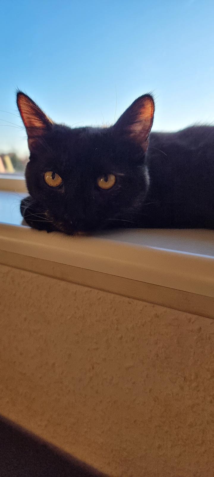 Huskat Vibeke billede 15