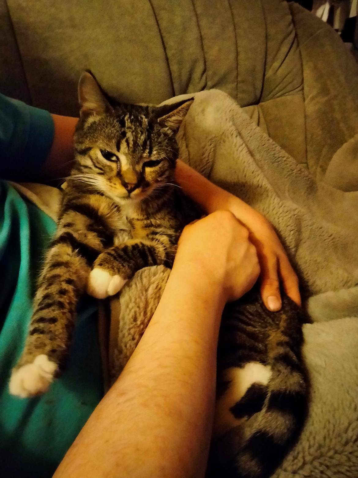 Huskat Lucky billede 26