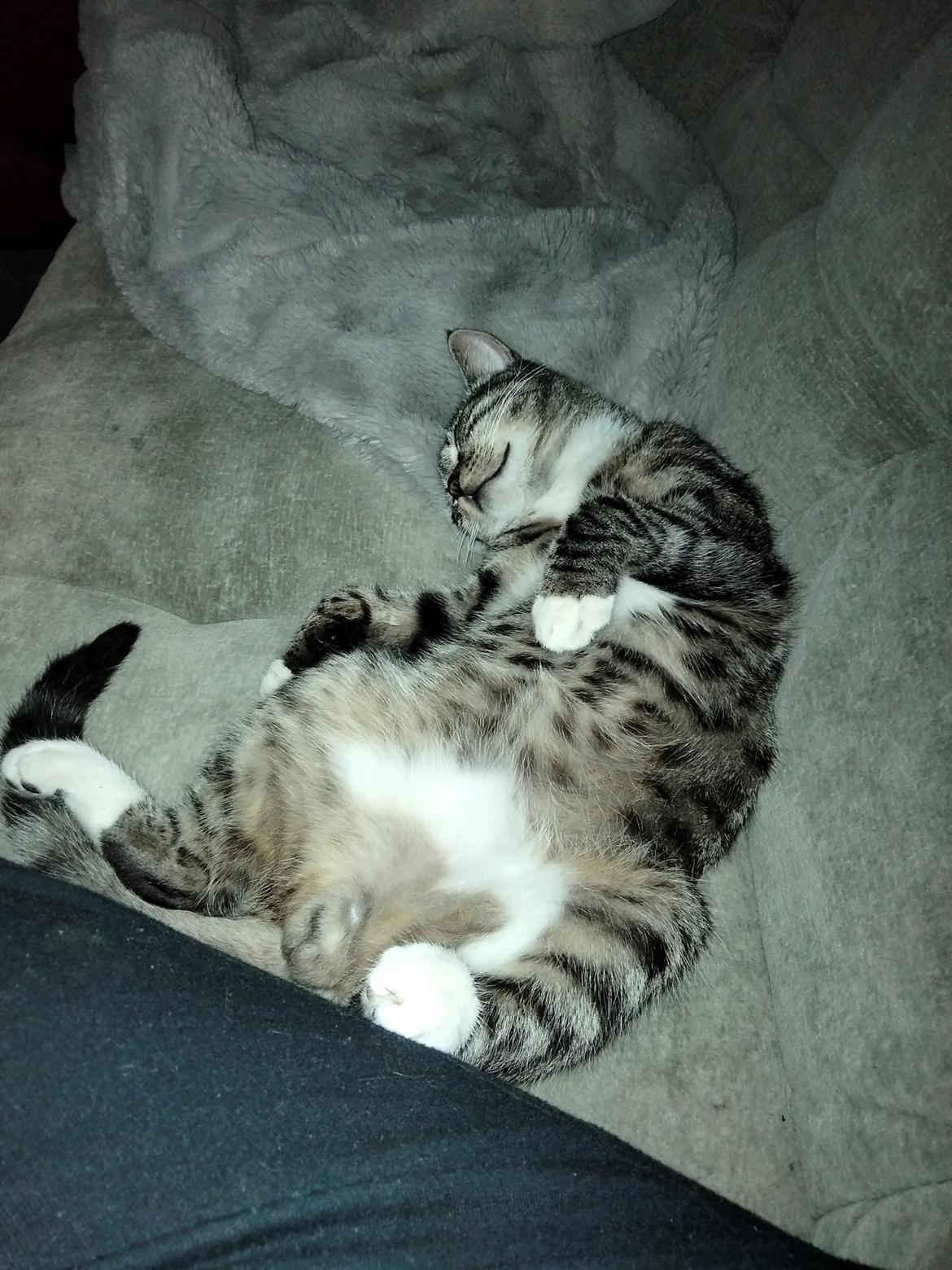 Huskat Lucky billede 30