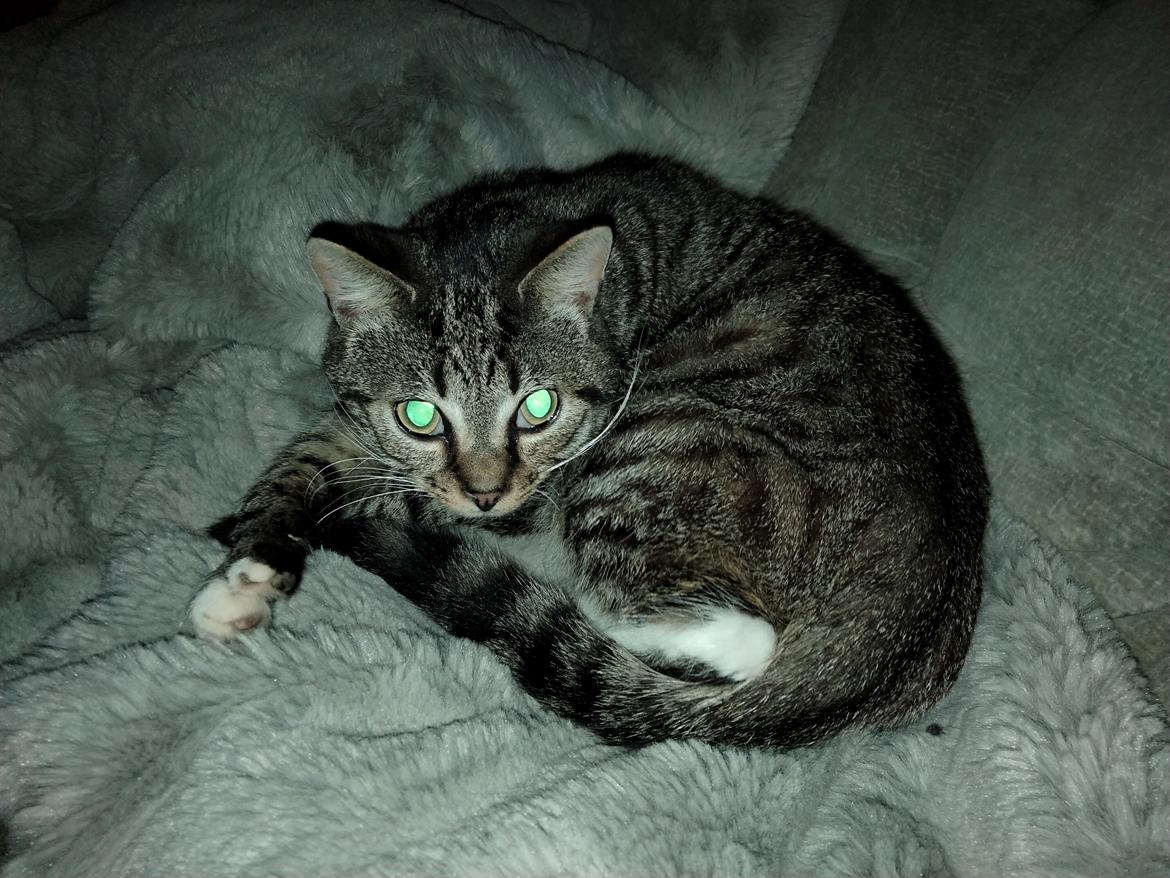 Huskat Lucky billede 27