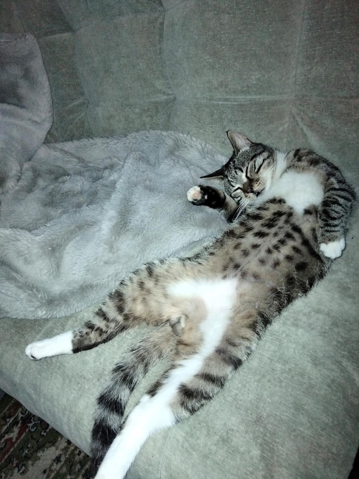 Huskat Lucky billede 29