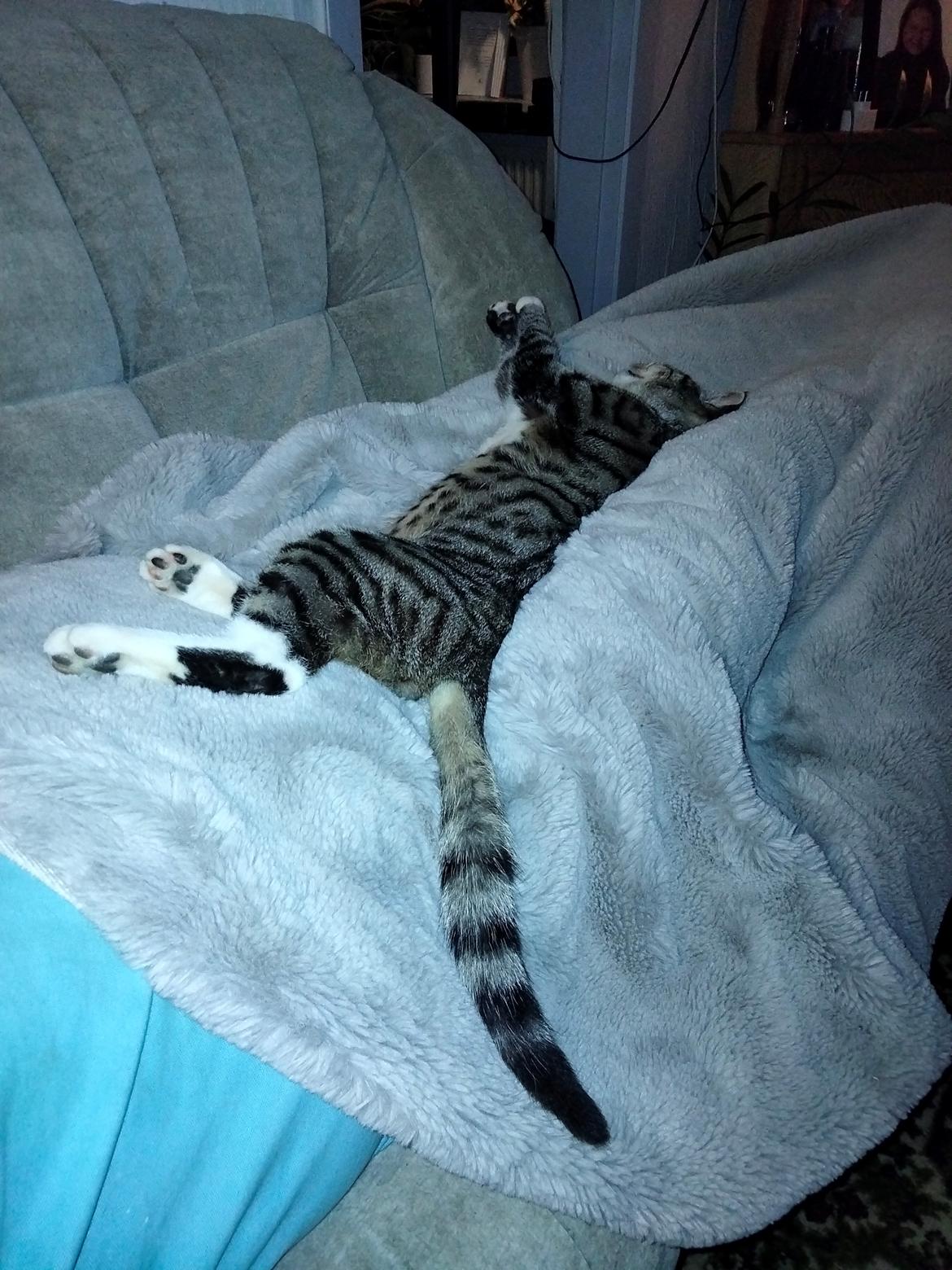 Huskat Lucky billede 28