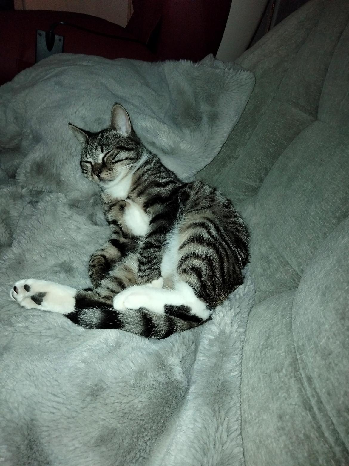 Huskat Lucky billede 1