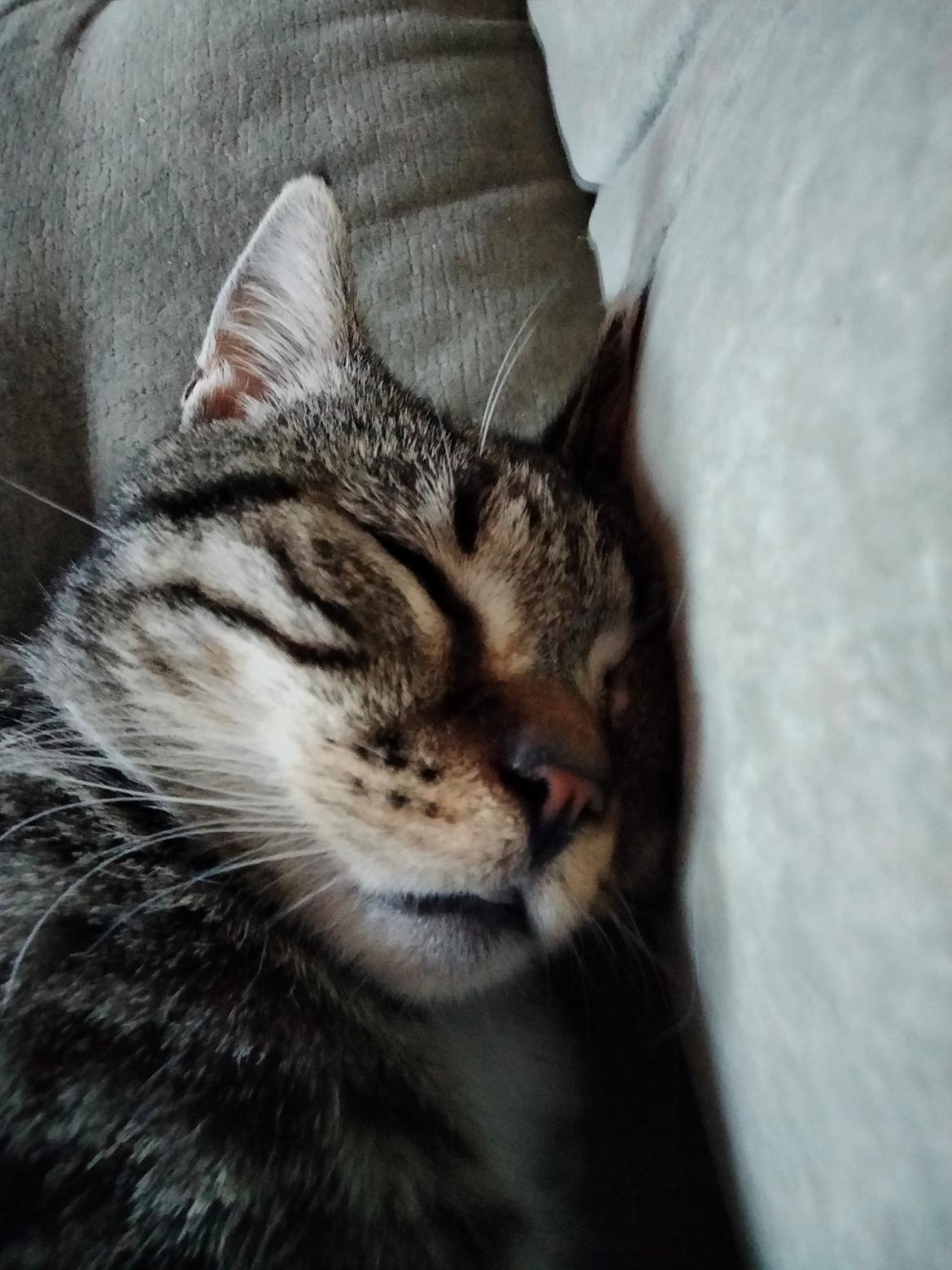 Huskat Lucky billede 34