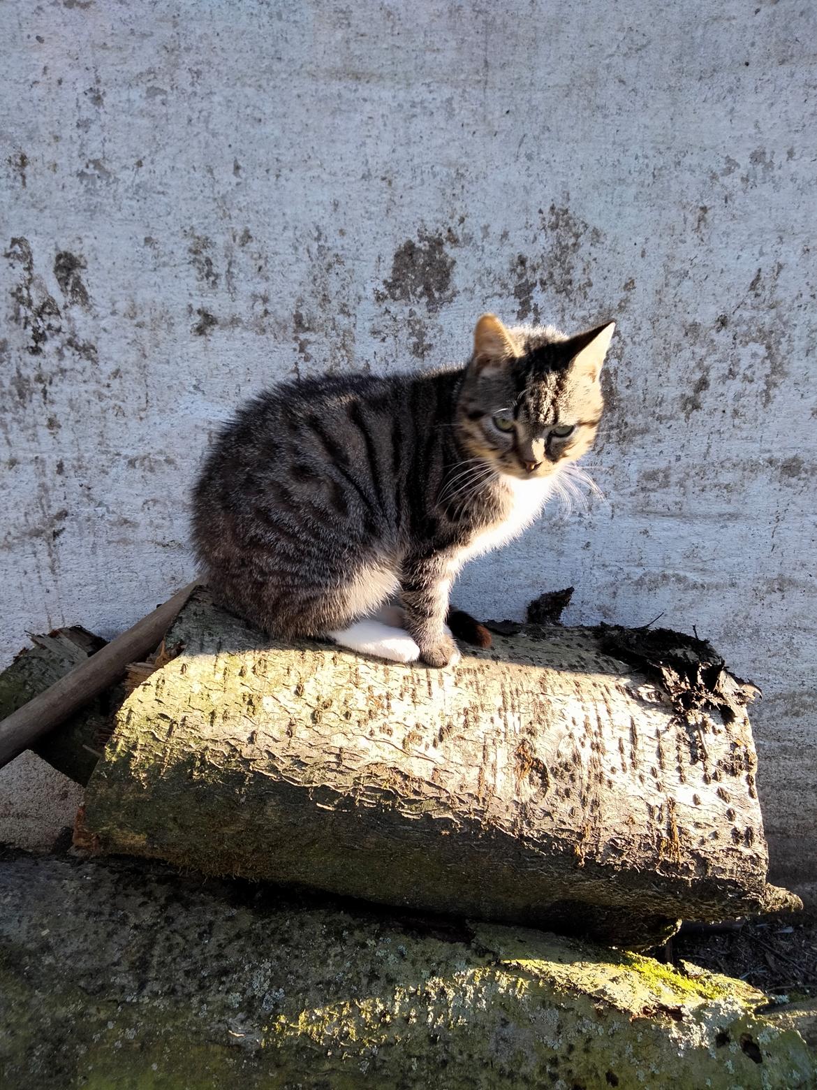 Huskat Lucky billede 32