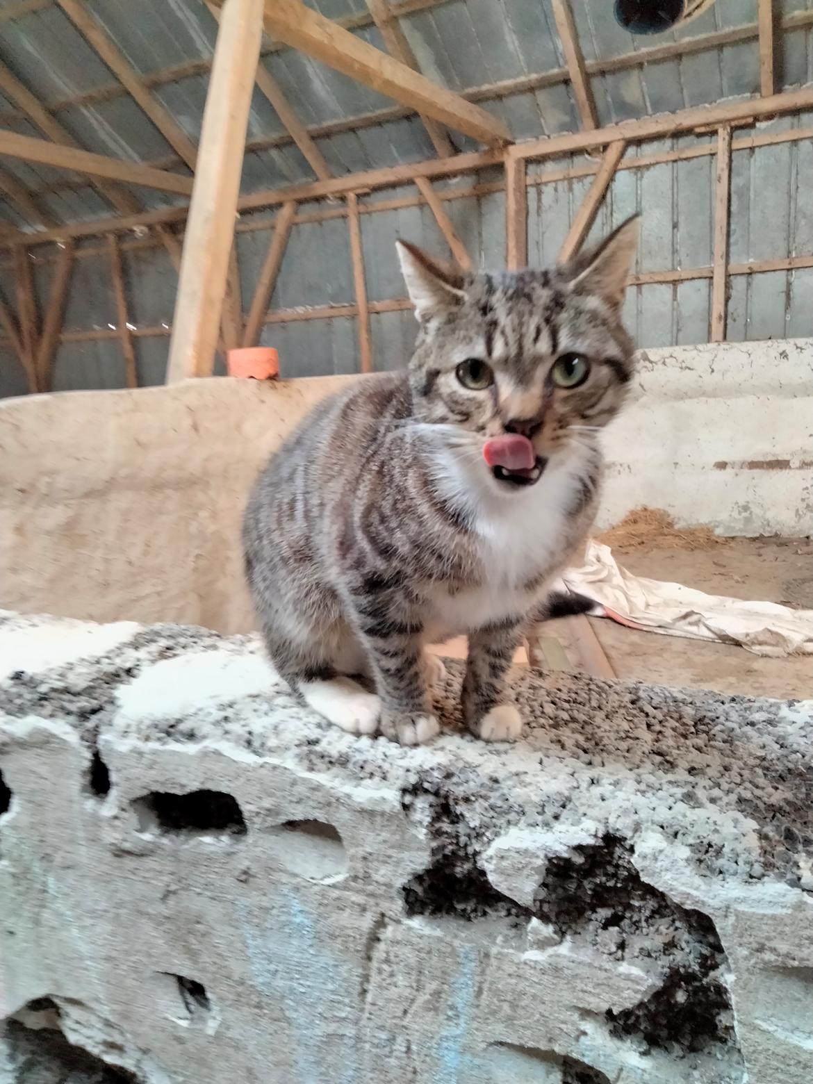 Huskat Lucky billede 33