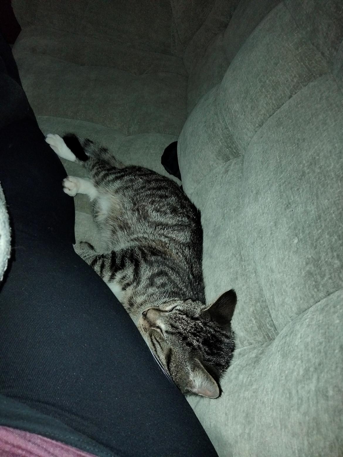 Huskat Lucky billede 31