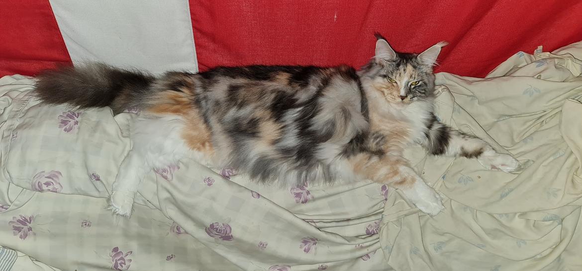 Maine Coon gry billede 7