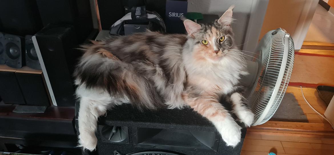 Maine Coon gry billede 12