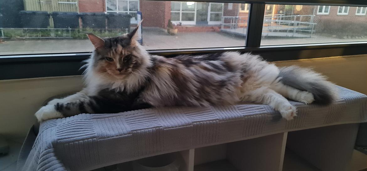 Maine Coon gry billede 18