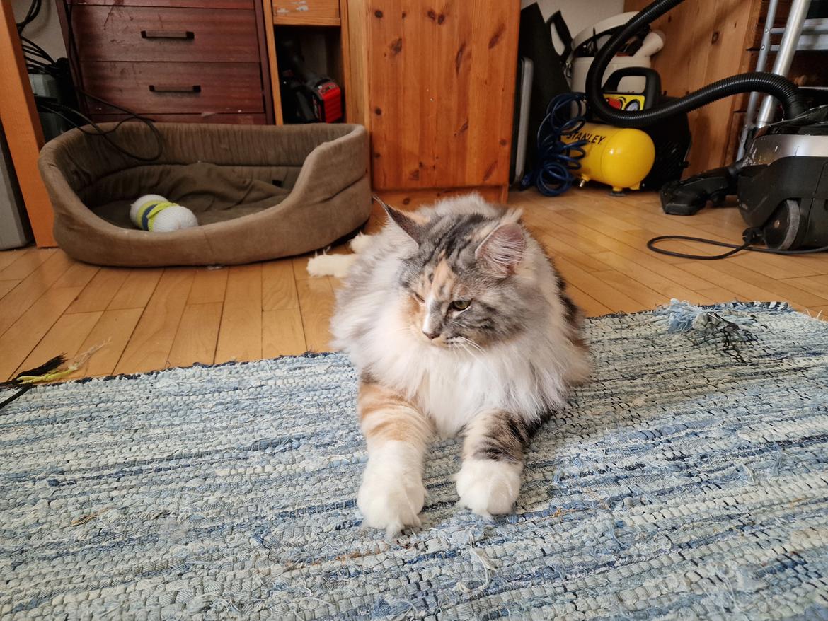 Maine Coon gry billede 24