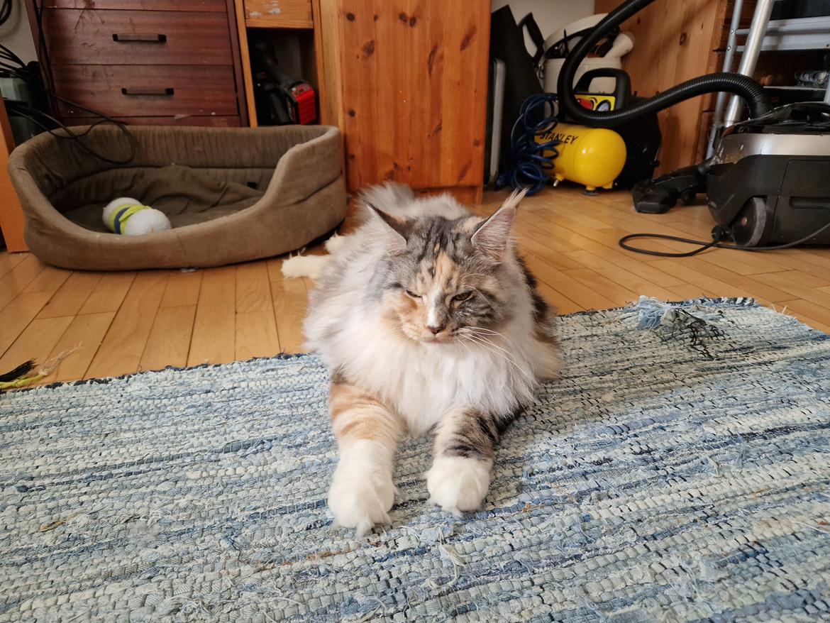 Maine Coon gry billede 25