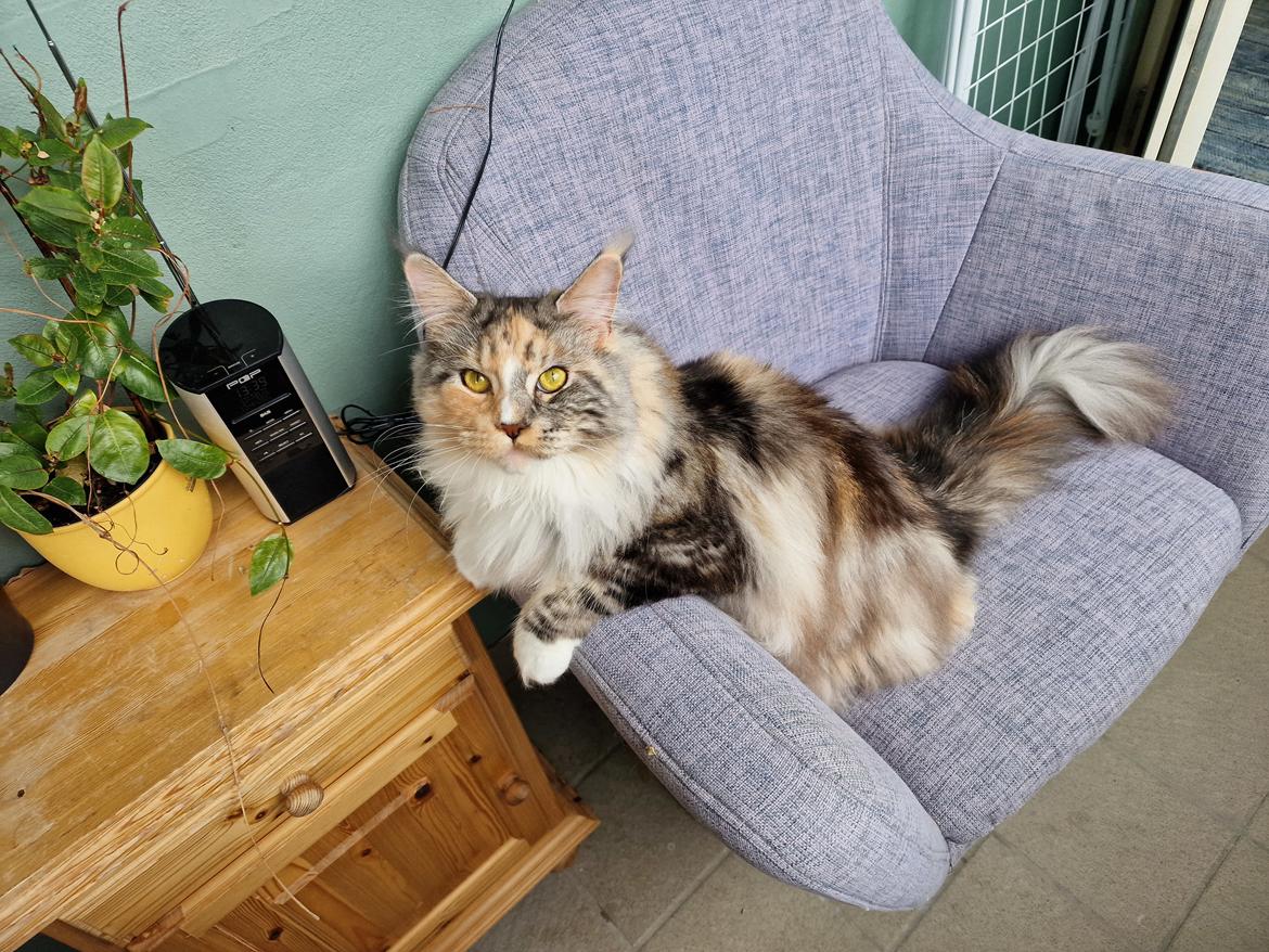 Maine Coon gry billede 35