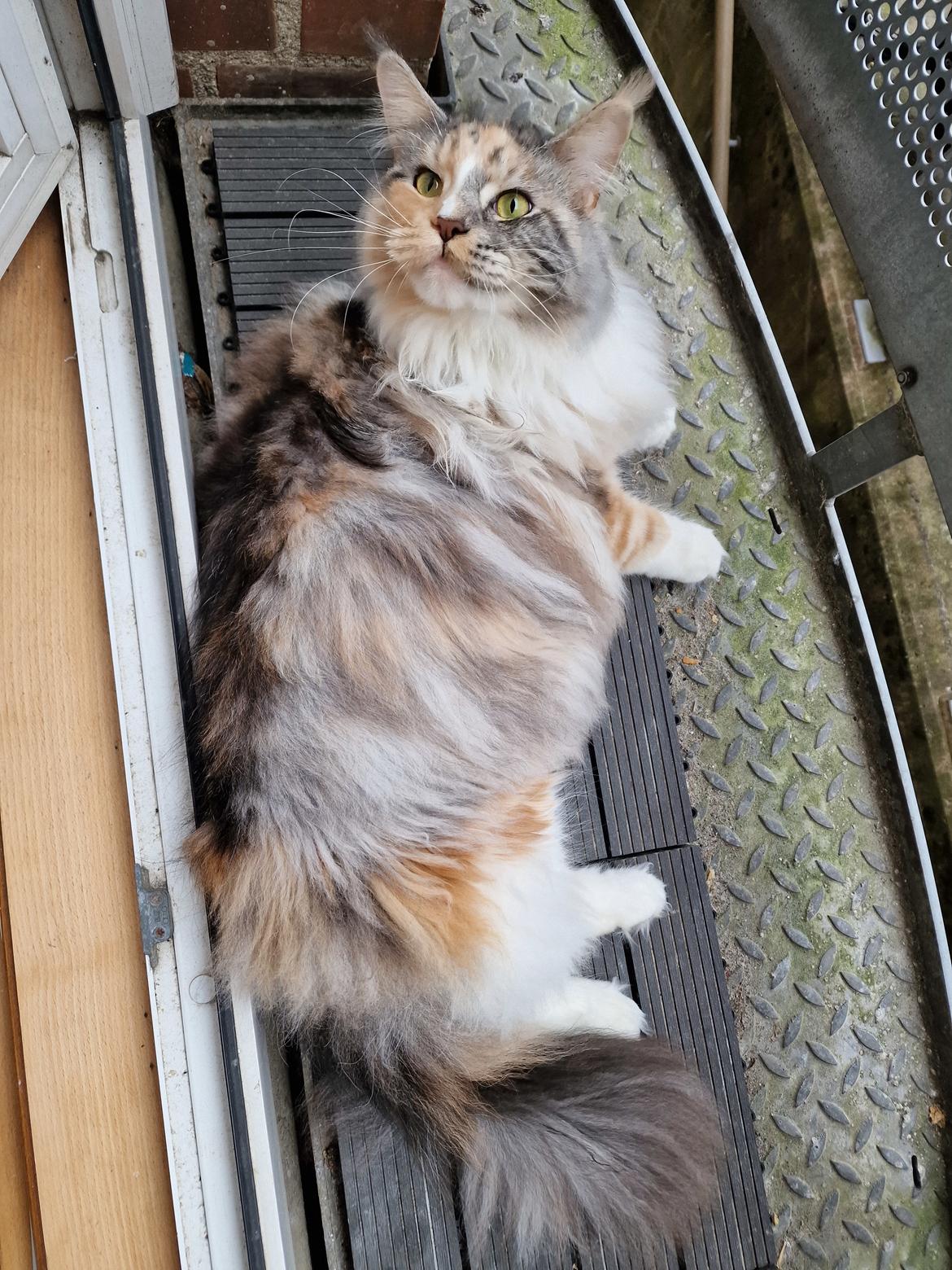 Maine Coon gry billede 36