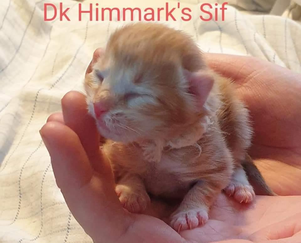 Norsk Skovkat Dk Himmark's  Sif  født 28/12/20 billede 1