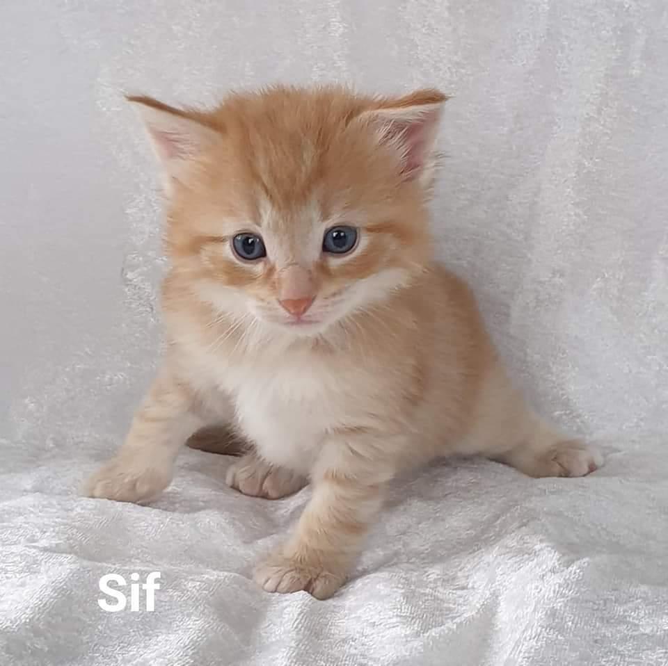 Norsk Skovkat Dk Himmark's  Sif  født 28/12/20 billede 5