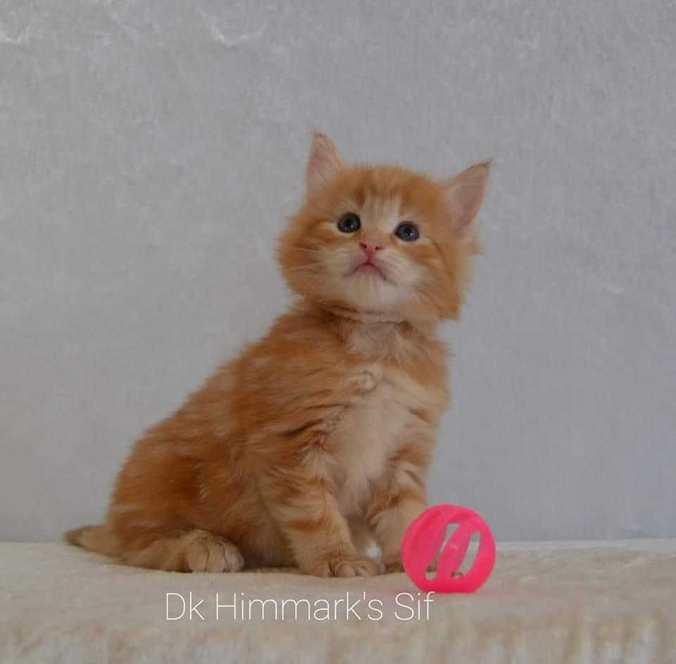 Norsk Skovkat Dk Himmark's  Sif  født 28/12/20 billede 7