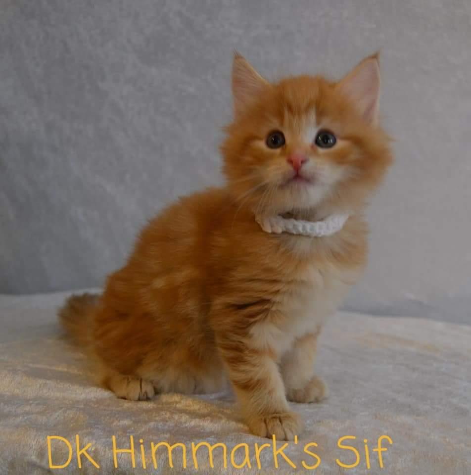 Norsk Skovkat Dk Himmark's  Sif  født 28/12/20 billede 9