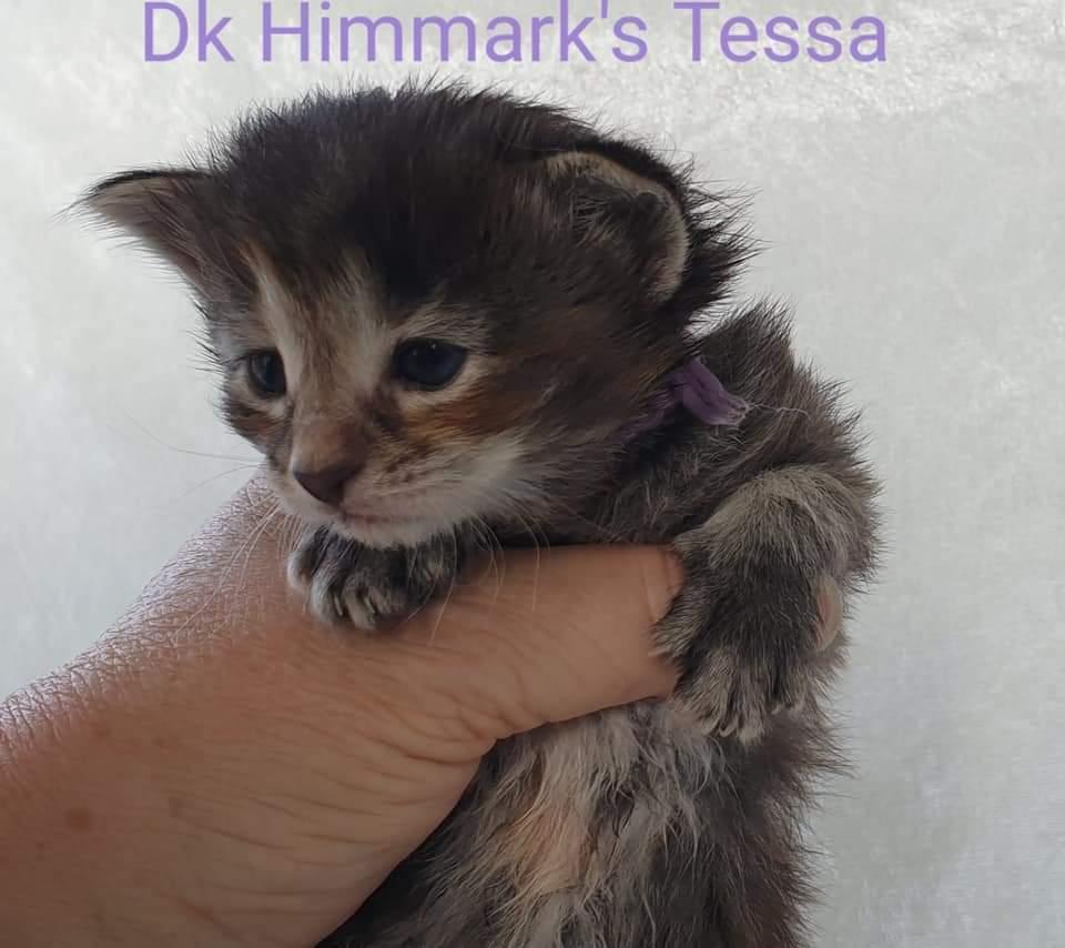Norsk Skovkat Dk Himmark's Tessa født 15-05-2021  billede 6