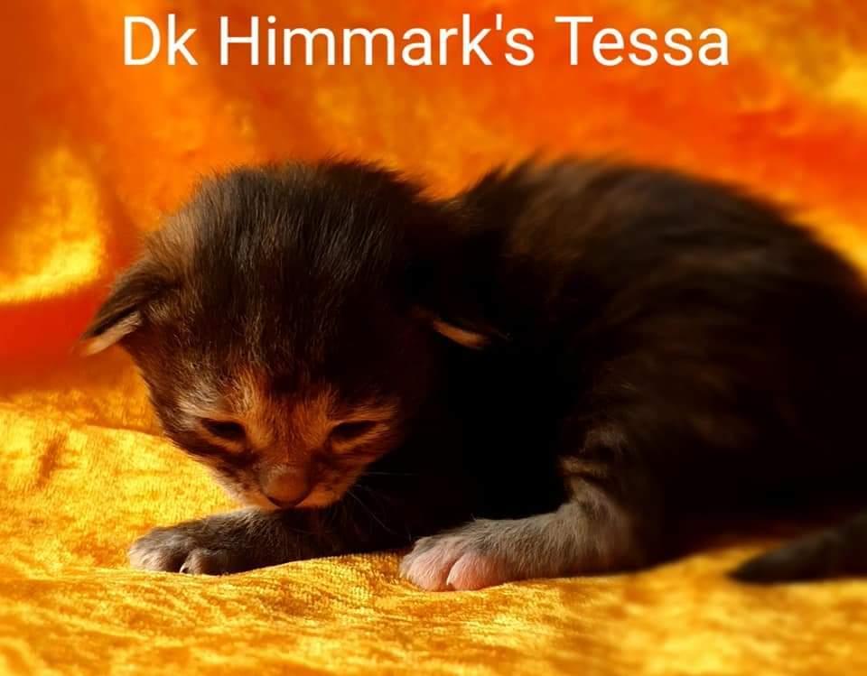 Norsk Skovkat Dk Himmark's Tessa født 15-05-2021  billede 5