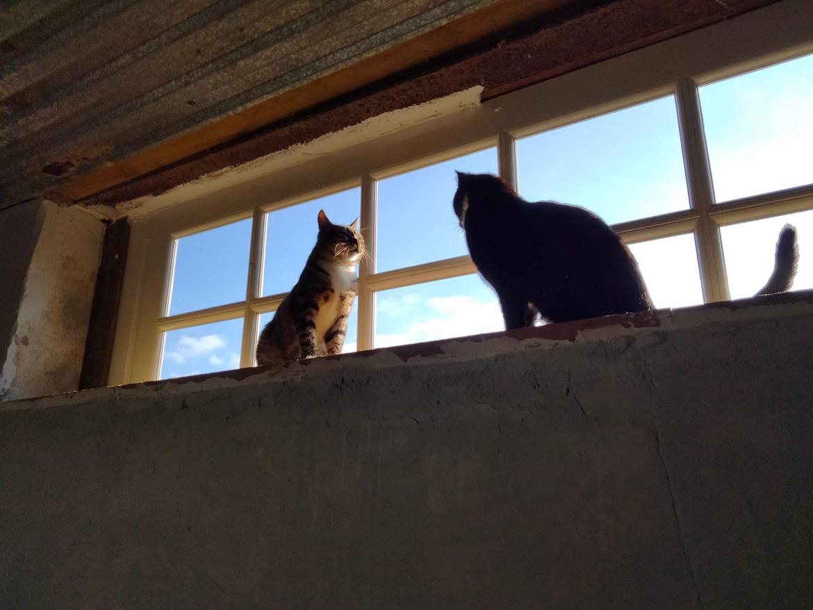 Huskat Lucky billede 36