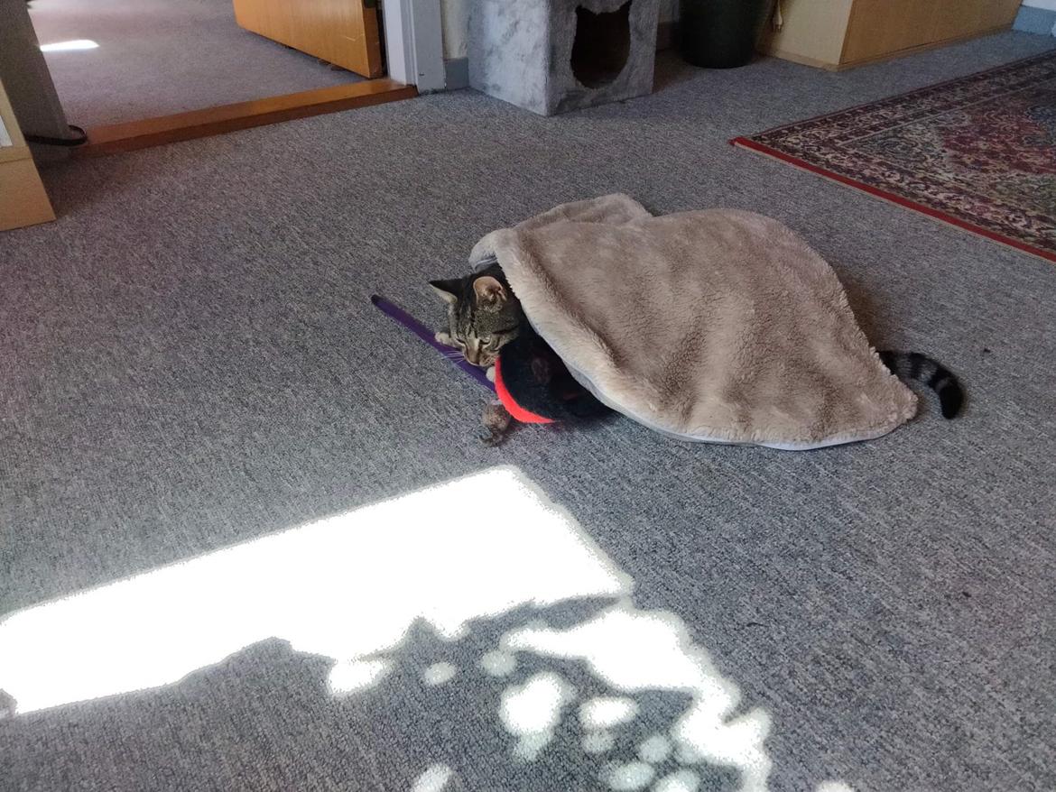 Huskat Lucky billede 35