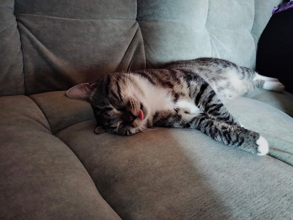 Huskat Lucky billede 37