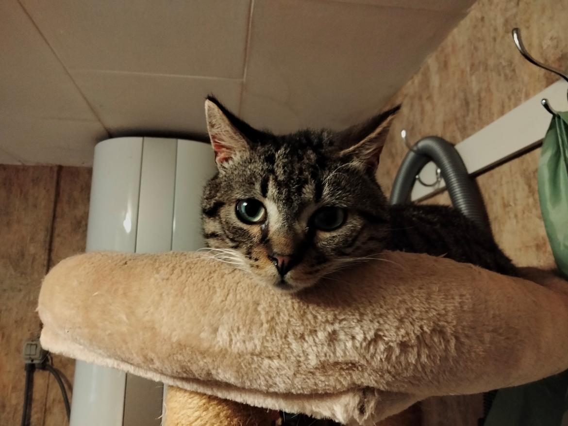 Huskat Lucky billede 39