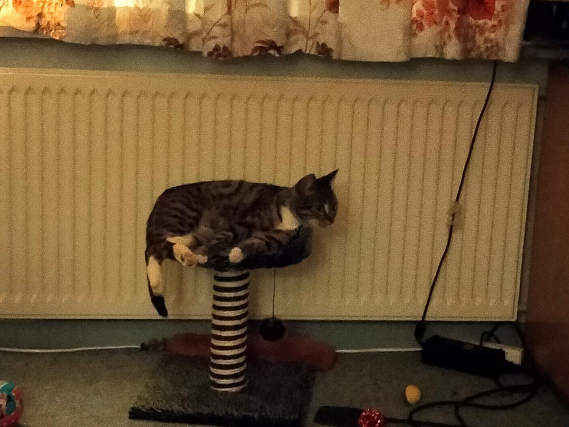 Huskat Lucky billede 41