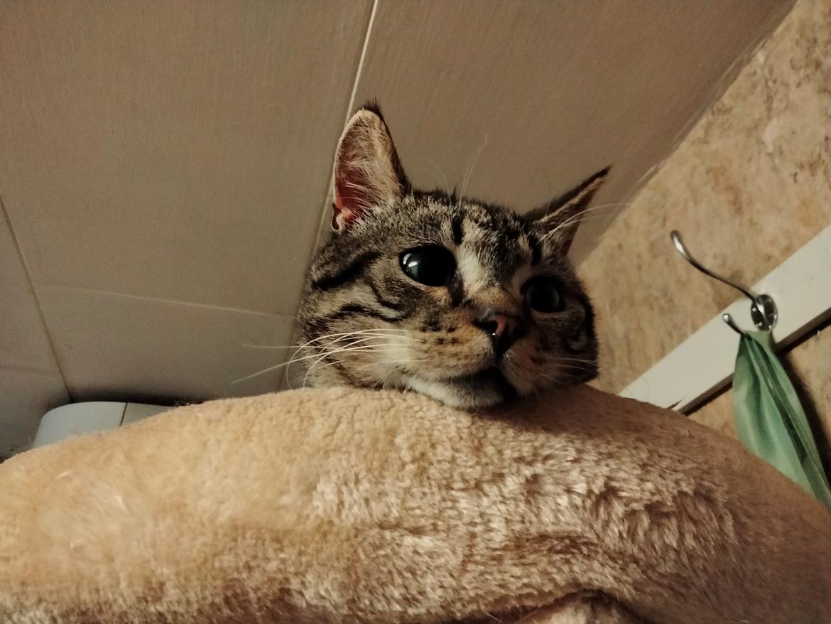 Huskat Lucky billede 40