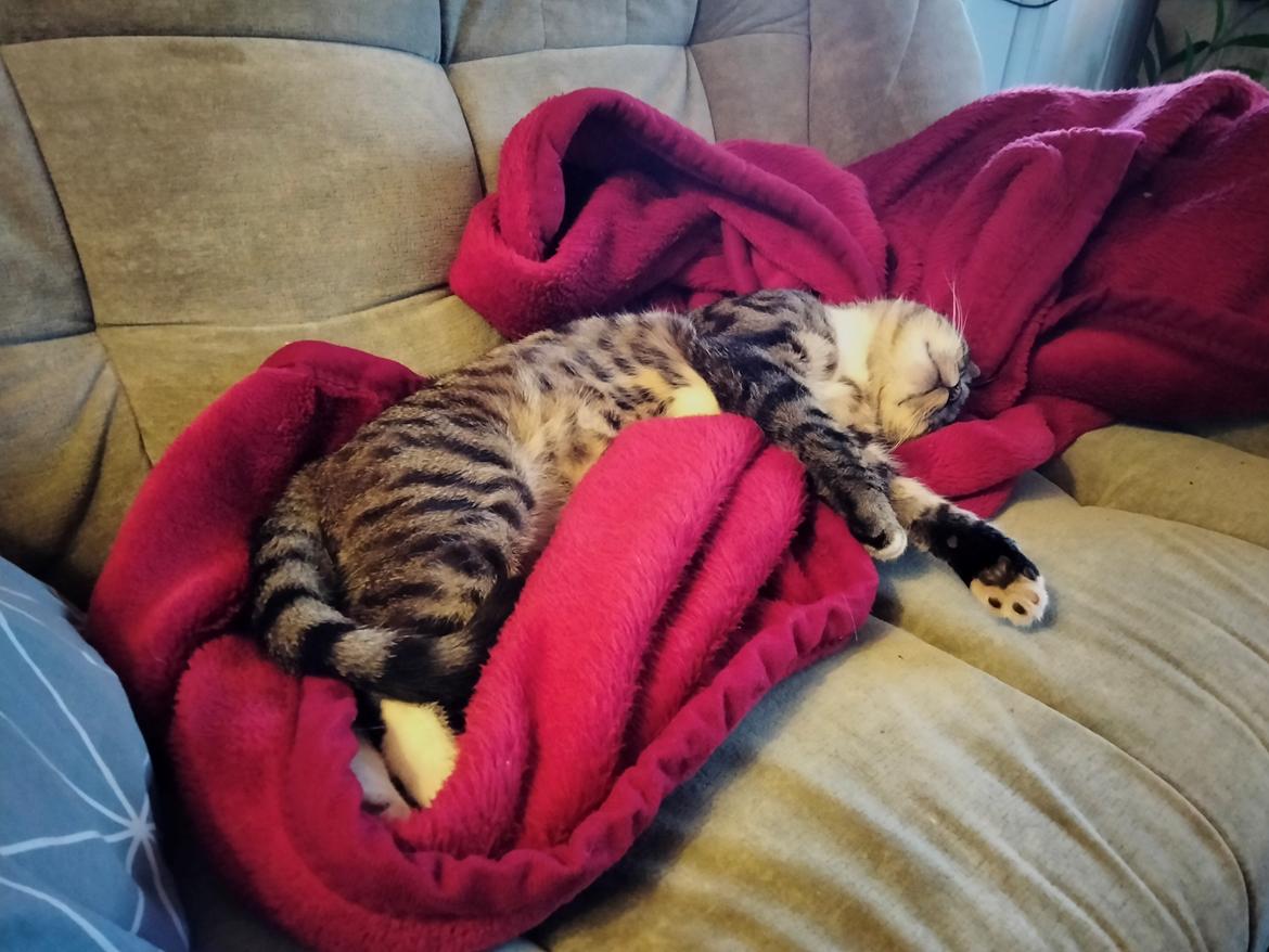 Huskat Lucky billede 38