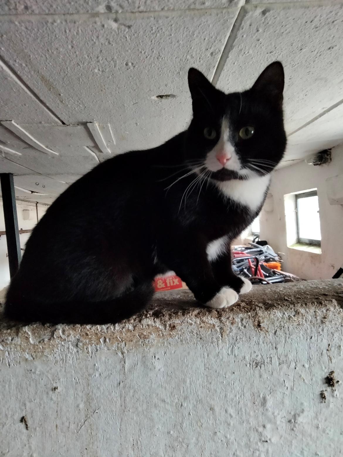 Huskat Frede billede 26