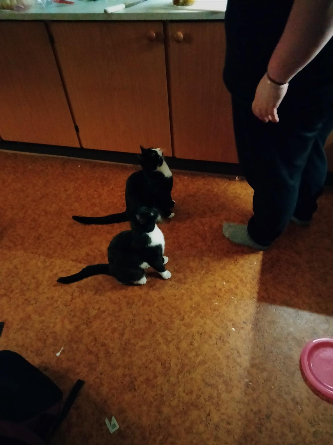 Huskat Frede billede 27