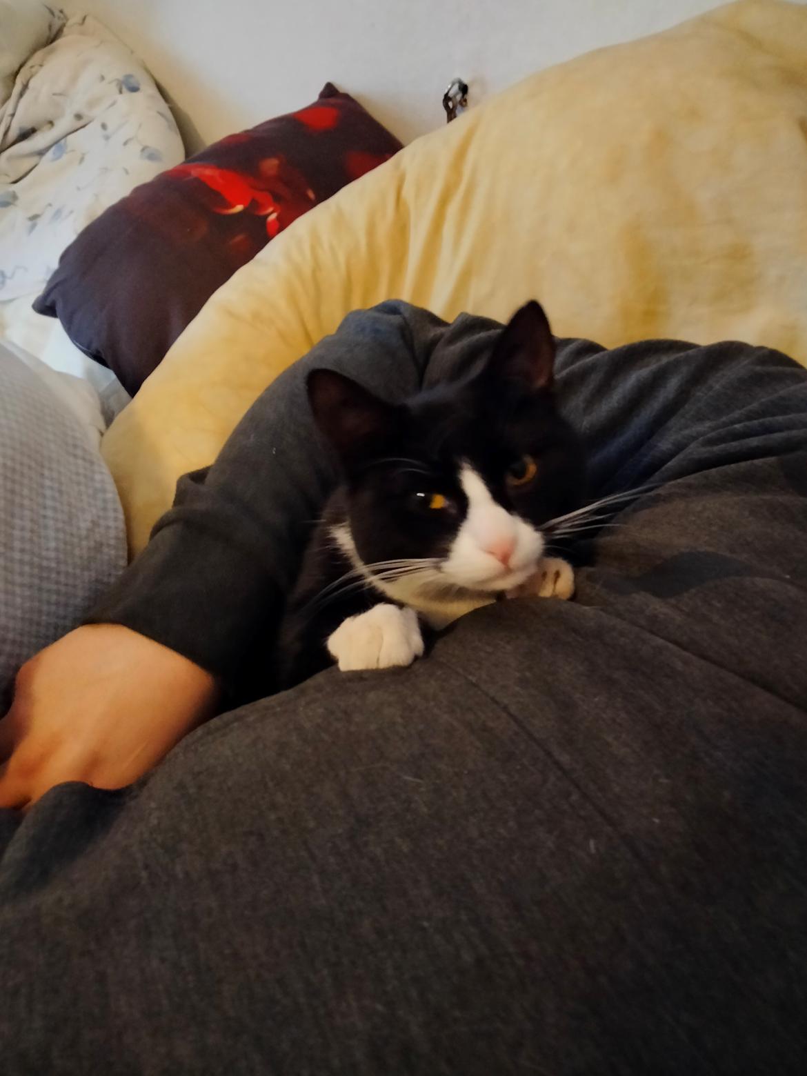 Huskat Nala billede 22