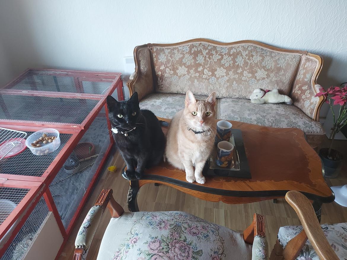 Huskat black jack ( hr jacks) billede 38