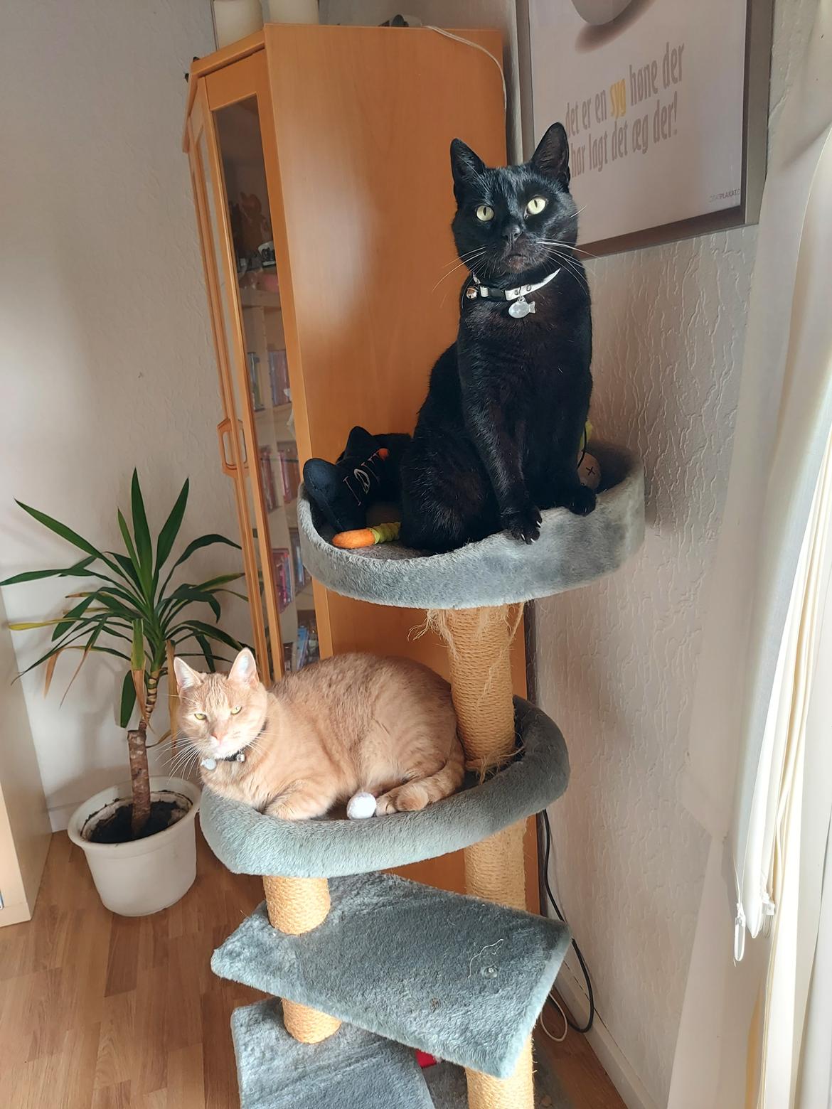 Huskat black jack ( hr jacks) billede 39