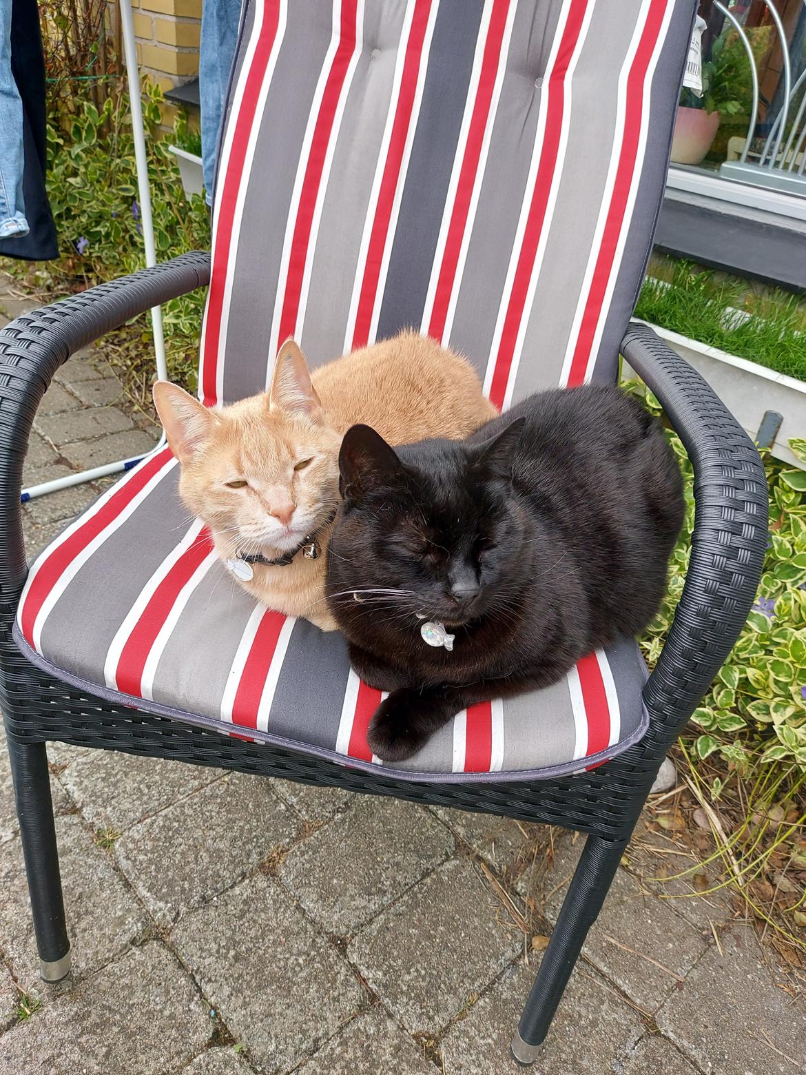 Huskat black jack ( hr jacks) billede 40