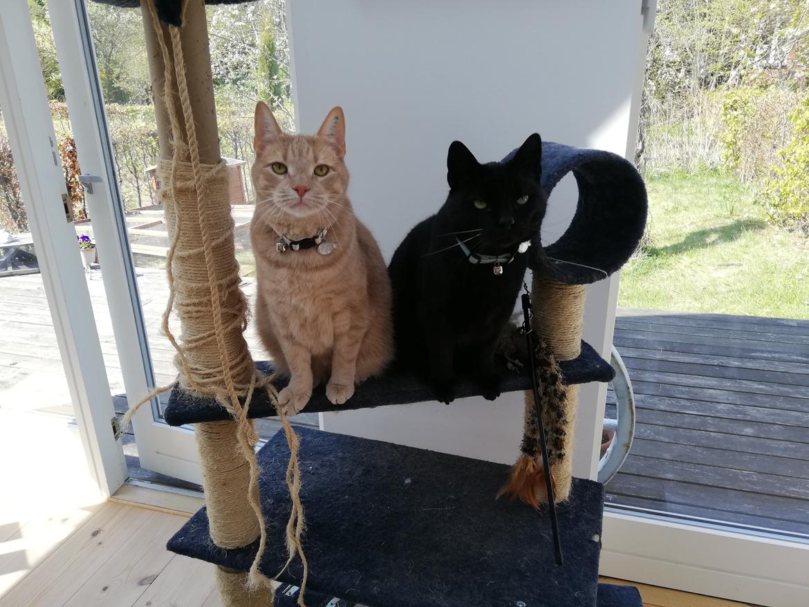 Huskat black jack ( hr jacks) billede 41