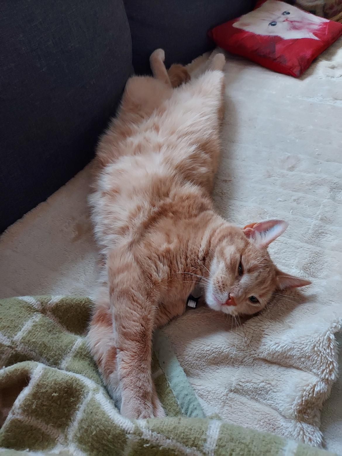 Huskat Prins knæk  billede 20