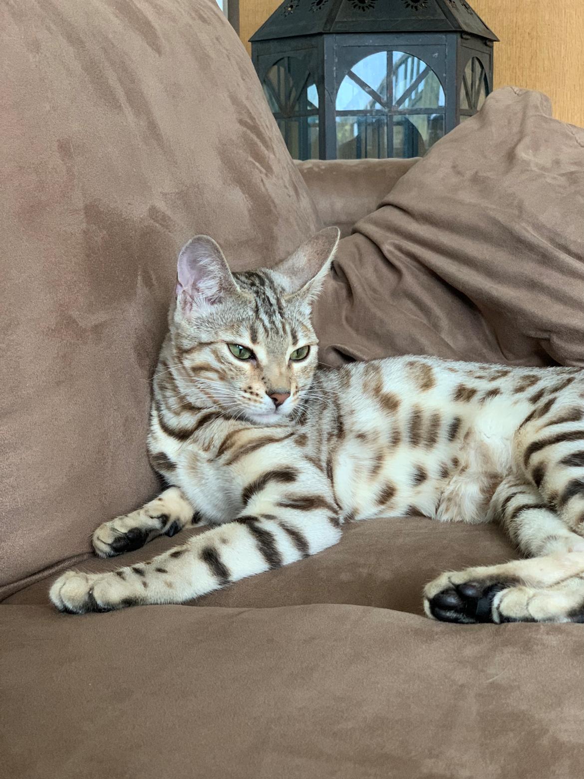 Bengal Oakheart Aurora billede 17