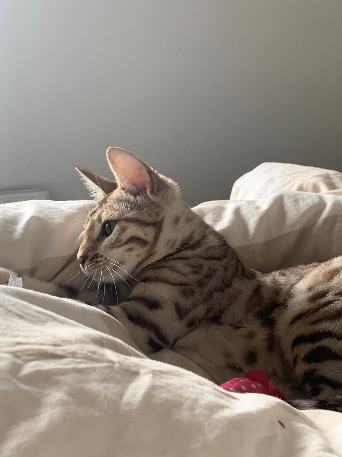 Bengal Oakheart Aurora billede 18