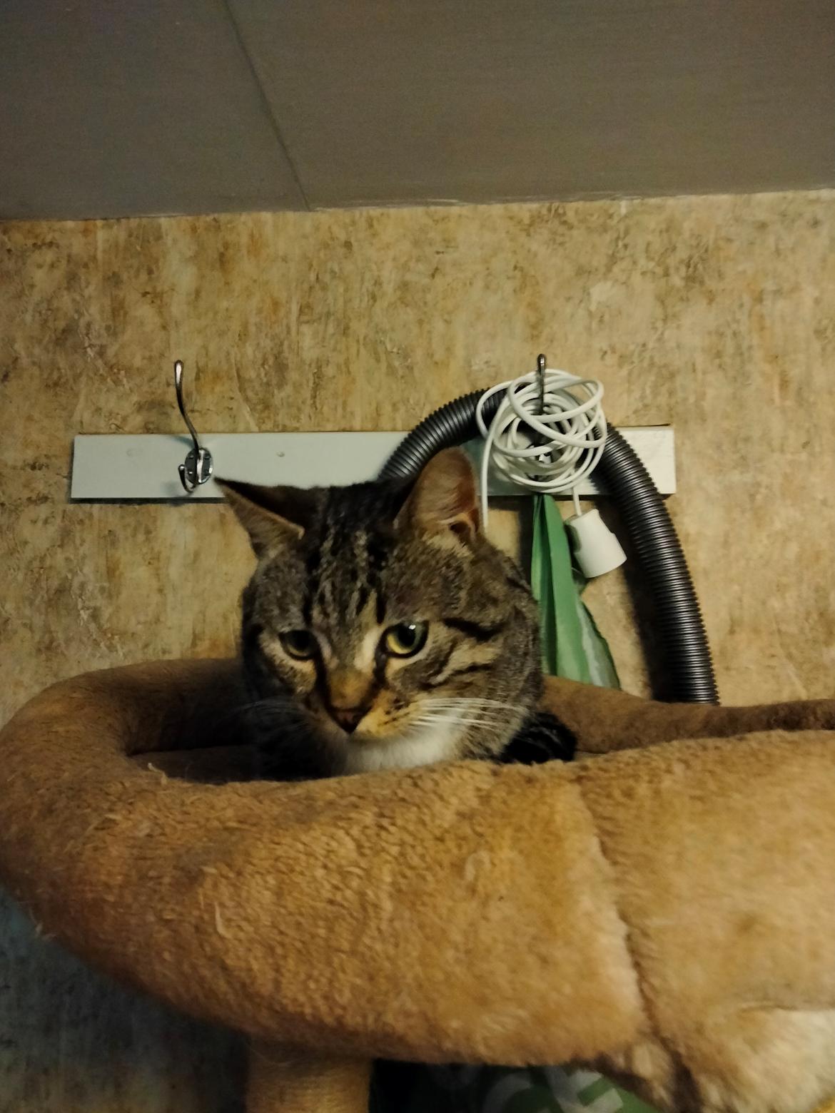 Huskat Lucky billede 42