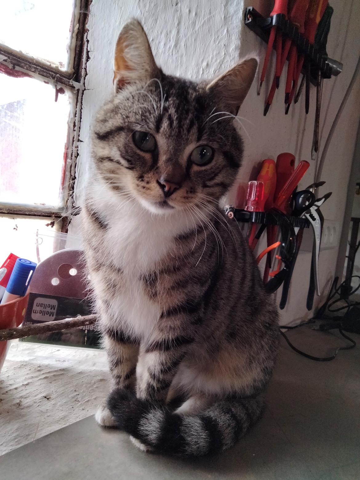 Huskat Lucky billede 44