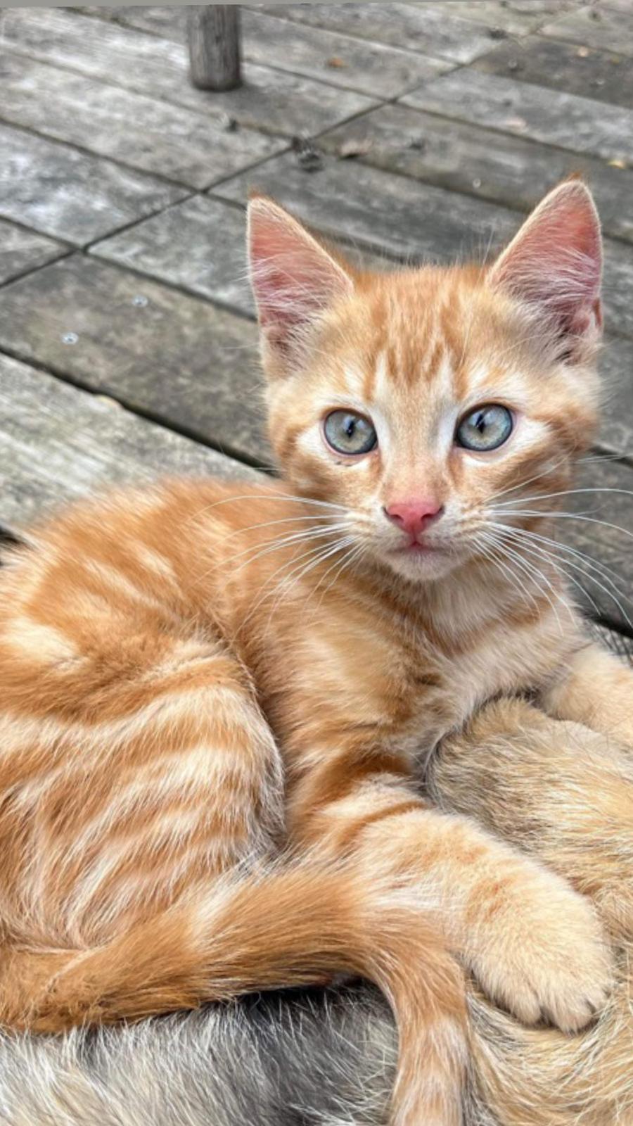 Huskat Manfred billede 1